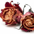 Dried Rose